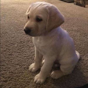 Meet your Posher, Shannon